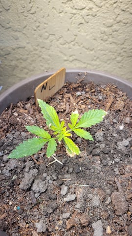 first grow — vegetative, day 13