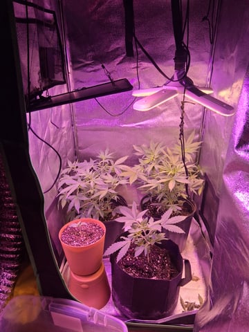 My Girls — flower, day 10