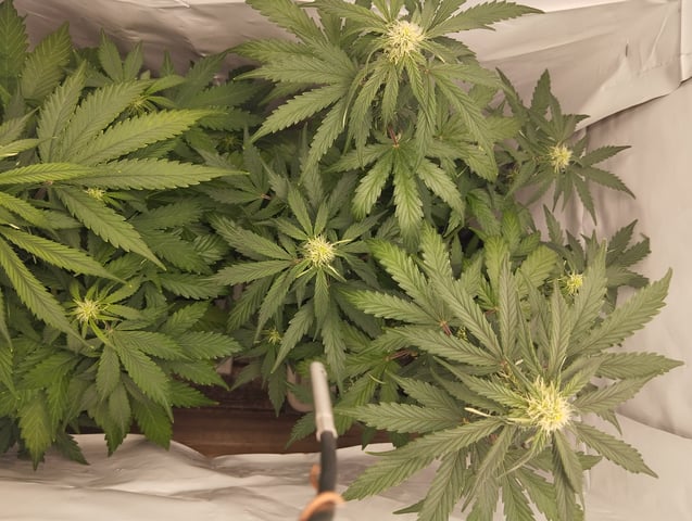 F1 apollo — flower, day 33