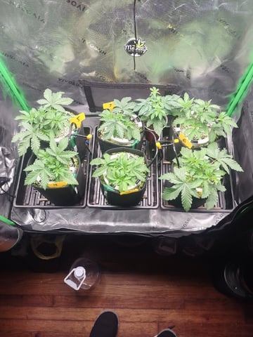 Mainely Genetics Micro Pheno Hunt — vegetative, day 21