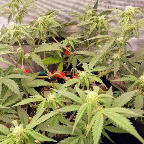 Homemade Seeds  — flower, day 55