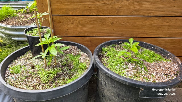 Canadian Summer Outdoor — vegetative, day 8