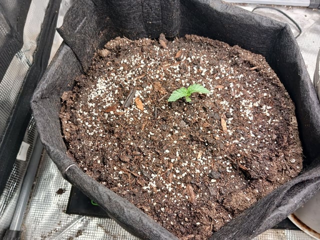 9lbhammer feminized  — vegetative, day 8