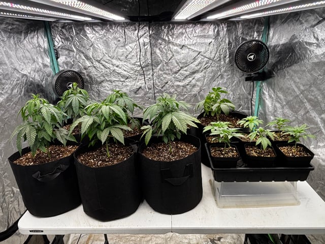 PKB remix/PotG — seedling_rooting, day 42