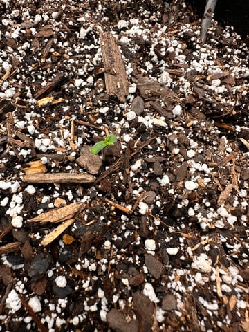 Gorilla Cookies — 1st Grow — germination, day 5