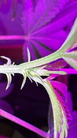 OG Kush — vegetative, day 49