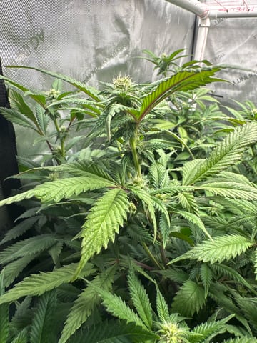 Grow#2 — flower, day 57