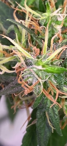 first grow — flower, day 5