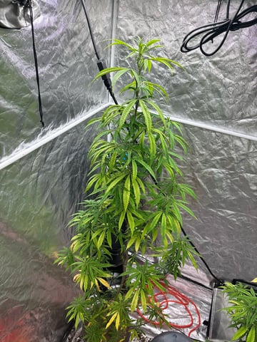 two clones and sour diesel  — flower, day 33