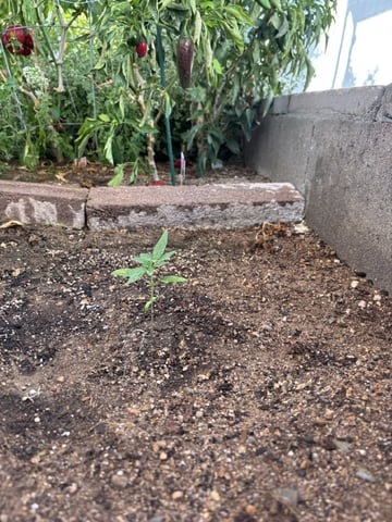 Fast Buds Auto  — vegetative, day 18