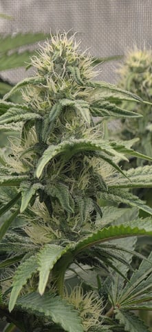 Maple Nectar  — flower, day 67