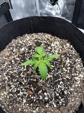Gorilla Cookies — 1st Grow — vegetative, day 27