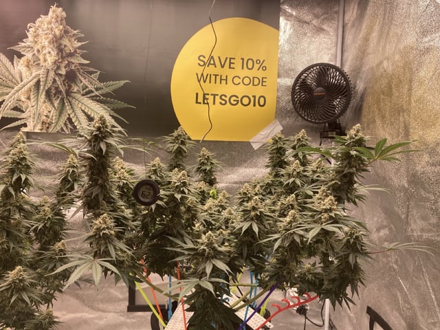Planet Berry 7skunksgenetics  — flower, day 48