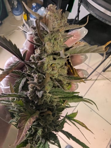 2025 EOY Grow — harvest, day 92