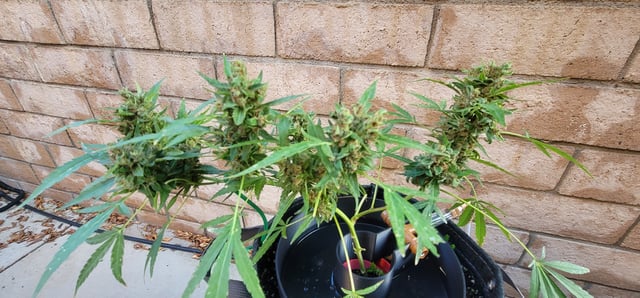 Poison Rainbows — flower, day 161