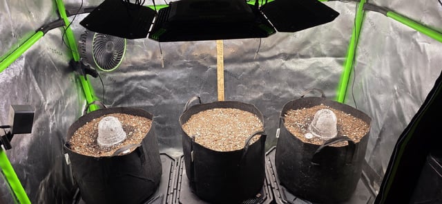 Mixed up Atlas Reserve — germination, day 1