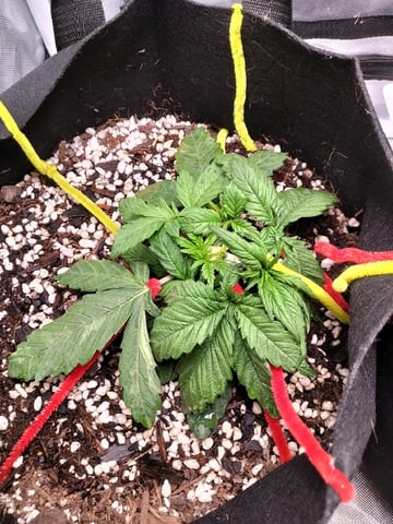 Banana Purple Punch Auto