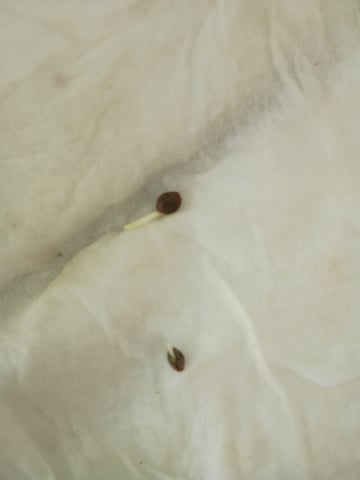 2nd Grow