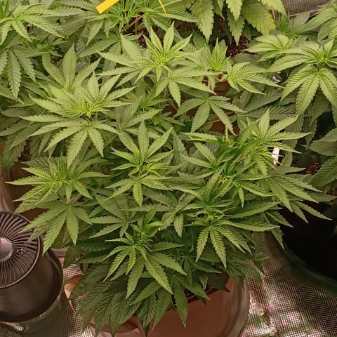 TentPlantLightFan — vegetative, day 62