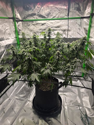 First grow — flower, day 88