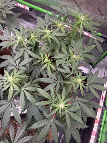 First Grow – Learning Every Day — vegetative, day 49