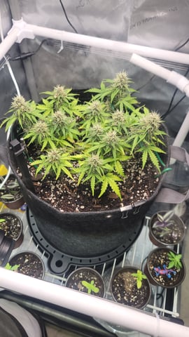 Number Two.  Lola — flower, day 82