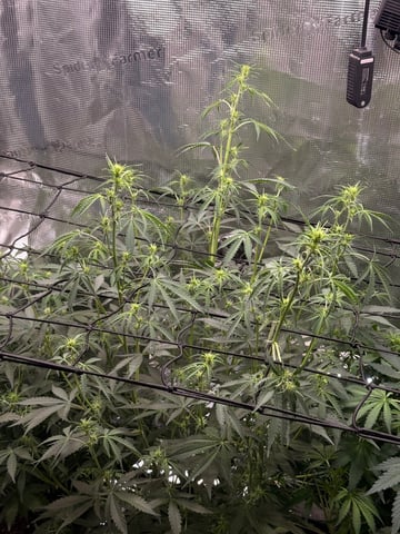 First grow — auto, day 31