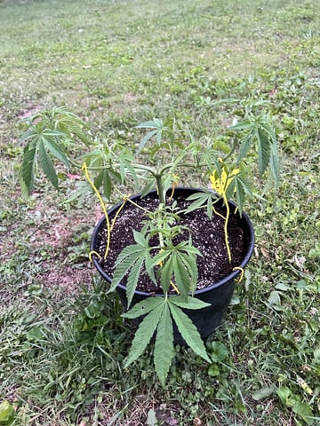2026 Outdoor — vegetative, day 48