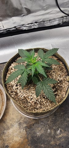 El Chemi Kiwi autoflower  — vegetative, day 15