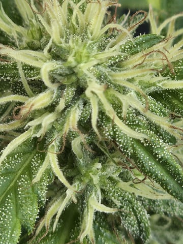 Frosty Suprise  — flower, day 1