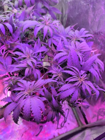 2025-26 — flower, day 48