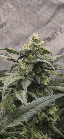 strawberry guava bx — flower, day 11