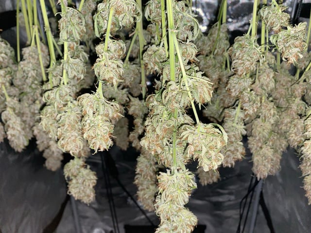 Auto Run #1 2025-2026 — harvest, day 103