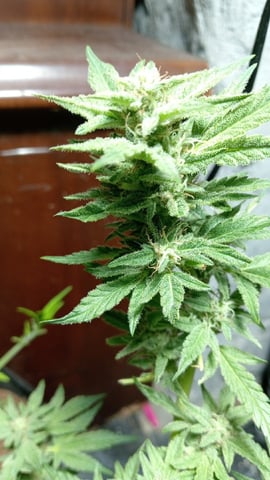 Strawberry Banana Auto  — flower, day 131