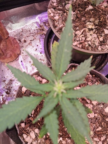 First Lagit Grow — vegetative, day 10