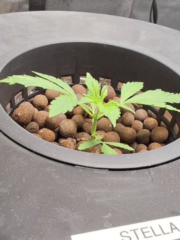 STELLA — vegetative, day 38