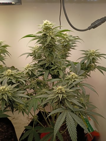 Lokie OG x Permanent Marker — flower, day 85