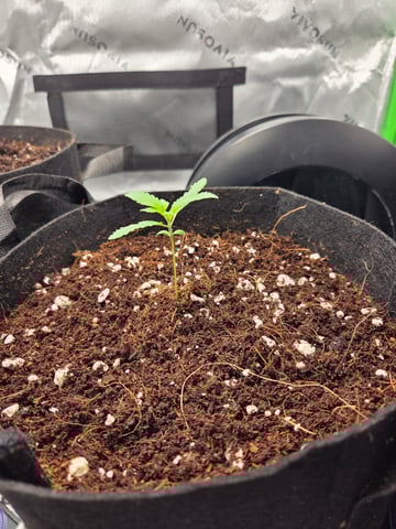 GG #4 — seedling_rooting, day 2