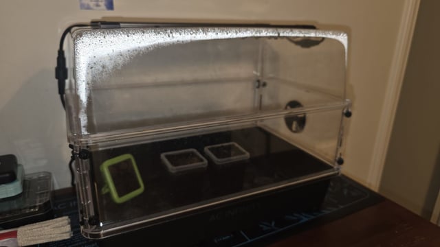GDK×JOKER JUICE — germination, day 2