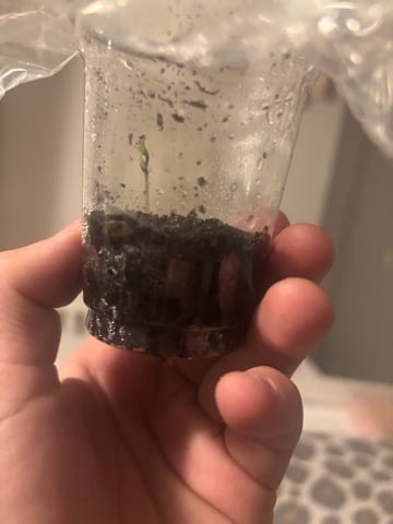 banana x Pink runtz — seedling_rooting, day 3