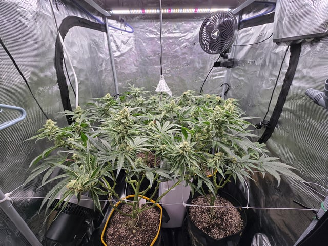 Grow #2 — flower, day 38
