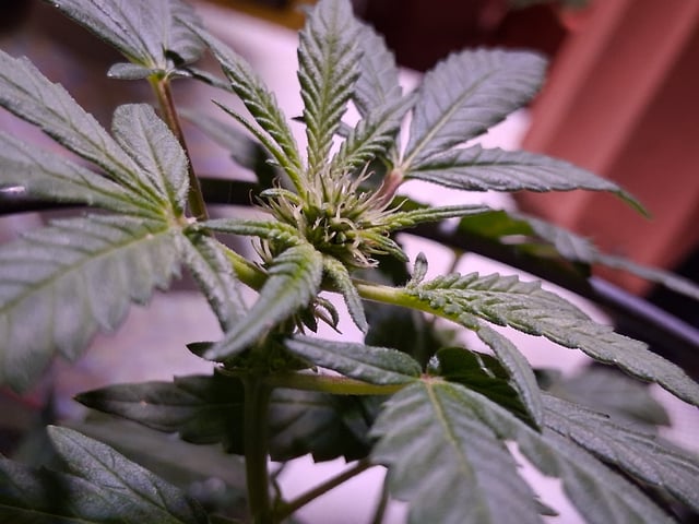 Crimson Haze — flower, day 9