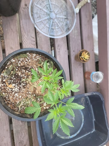 Ghetto Growing — germination, day 16