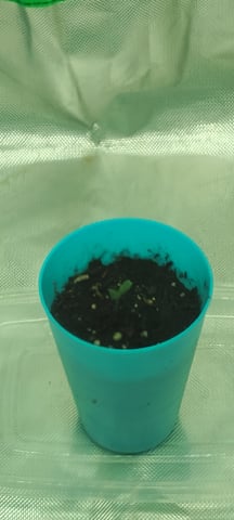 Purple Dragon  — seedling_rooting, day 6
