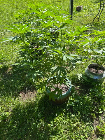 2026 Outdoor — vegetative, day 72
