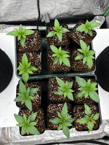 Pink Passion Fruit — seedling_rooting, day 14