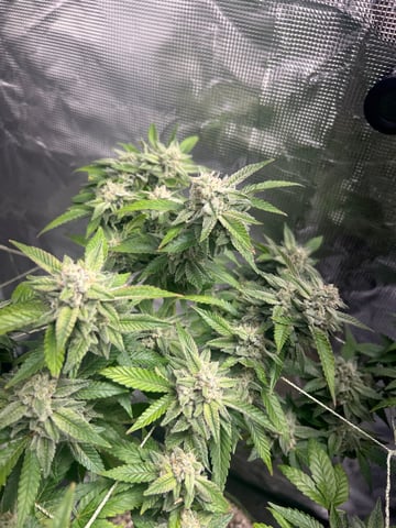 CANDYLAND — flower, day 145