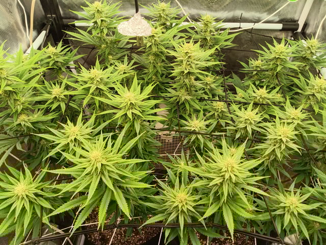 Starfighter/Ohio Guptilla Hybrid — flower, day 11