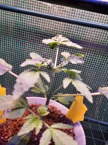 Blackberry kush — seedling_rooting, day 26