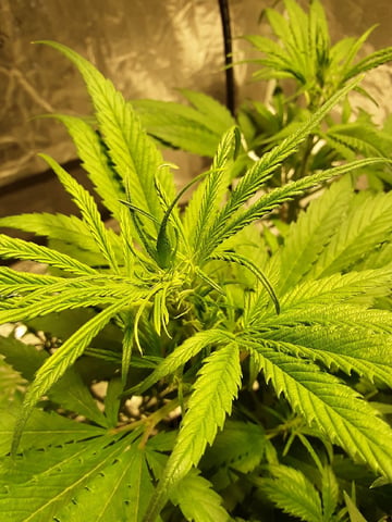 Gorilla Cookies Auto — vegetative, day 47